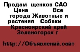 Продам ,щенков САО. › Цена ­ 30 000 - Все города Животные и растения » Собаки   . Красноярский край,Зеленогорск г.